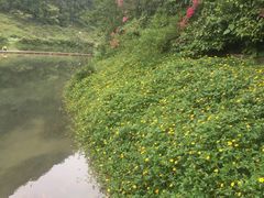 -靖西鹅泉风景区