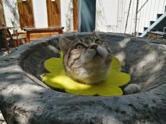 -喵屿·大理花园猫咖