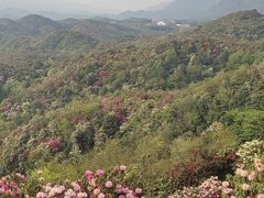-贵州百里杜鹃风景名胜区
