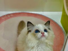 -青奢宠物·青奢猫舍