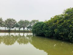 -大湾区中央湿地公园