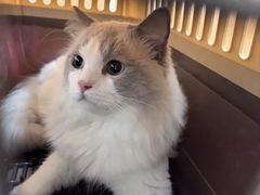 -宠福鑫动物医院(望京分院)