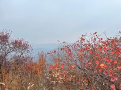 -北京西山国家森林公园