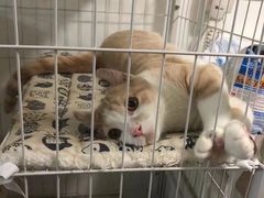 -瑞鹏宠物医院·内科·中兽医·骨科(苗圃店)