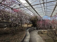 -北京鹫峰国家森林公园