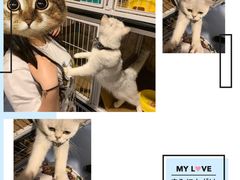 -猫色咖啡·猫咖