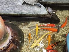 -大家食府·福建菜(FAC协盛中心庭院餐厅店)