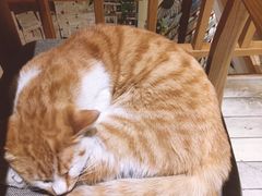 -猫的天空之城概念书店(丽江古城饮玉巷店)