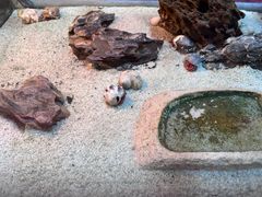 -上海大自然野生昆虫馆