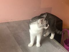 -猫儿山۰猫主题餐厅