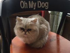 -Oh My Dog宠物沙龙(伊珊娜皮毛护理店)