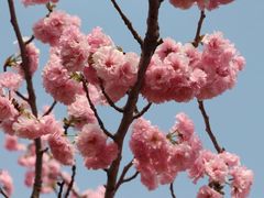 -天适樱花悠乐园