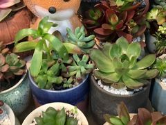 -双季花艺园艺市场(浦东店)