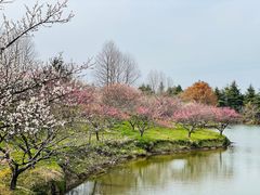 -上海海湾国家森林公园