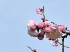 -无锡梅园公园