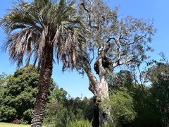 -墨尔本皇家植物园