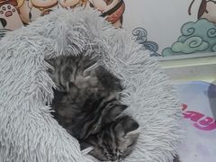 -糯米喵星人总部直营旗舰店·猫舍·幼猫出售