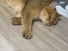 -藏猫猫咖啡主题馆(中央大道店)