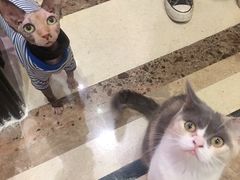 -猫色咖啡·猫咖