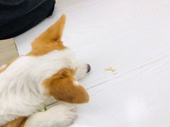 -浣熊柯尔鸭土拨鼠·电玩咖