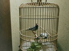 大堂-那家小馆•北京菜•烤鸭(中关村店)