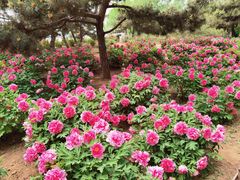 -石家庄市植物园