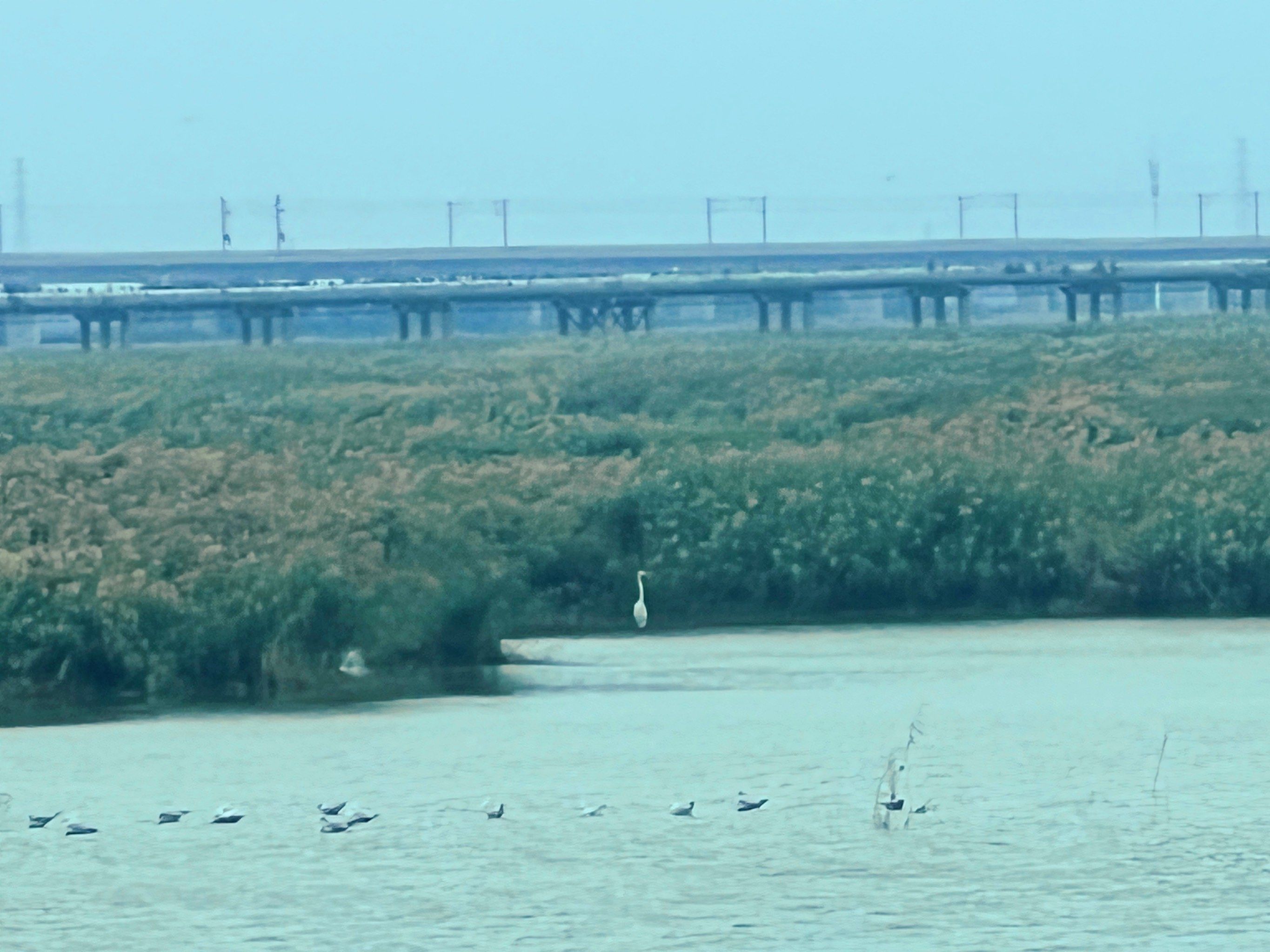 龙凤湿地这儿鸟多!