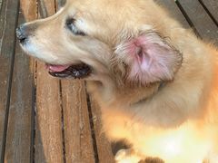 -康旭宠物医院(郑州总院)