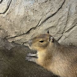 -Zoolung Zoolung动物主题公园(海信广场店)