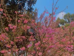 -南山植物园