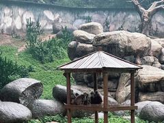 -广州长隆野生动物世界