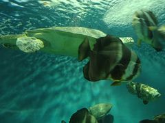 -上海海洋水族馆