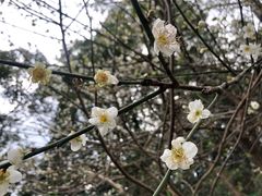 -广州市流溪河国家森林公园