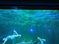 -海合安成都极地海洋公园