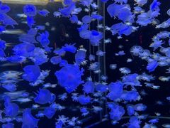 -太平洋海底世界