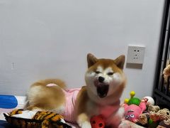 -谐和益家动物医院·免疫绝育·血液透析·宠保定点医院(高新伊藤分院)