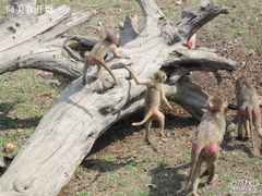 -西安秦岭野生动物园