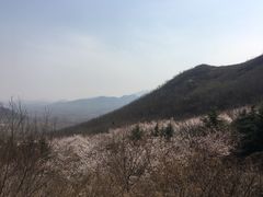 -樱花山风景区