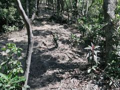 -梧桐山风景名胜区