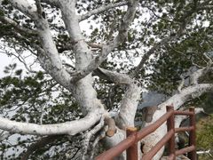 -神农山景区