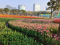 -大宁郁金香公园-停车场