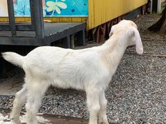 -前小桔亲子创意农场·草莓采摘·露营烧烤