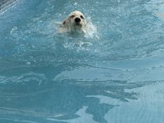 -爪吧宠物乐园 (温榆河示范区店)