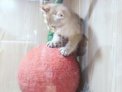 -屋虎猫馆(宝安大仟里店)