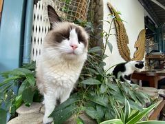 -喵屿·大理花园猫咖