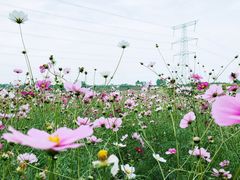 -紫颐香薰山谷景区