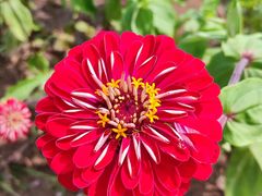 -莲花山花海