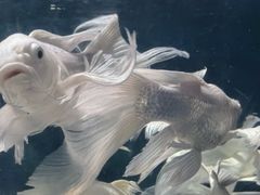 -西安曲江海洋极地公园