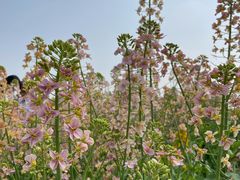 -中国天府农业博览园