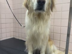 -FAELING PETS美天灵宠物(富力广场店)
